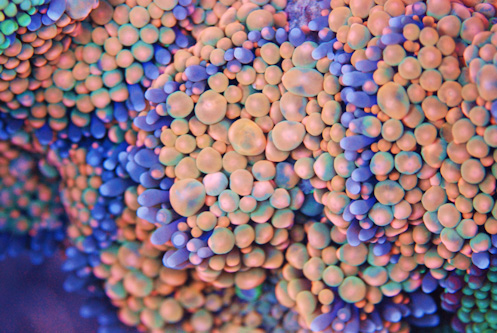 reefcentral 8-2010 092 [1600x1200]